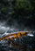 A close-up action shot of a small fish with bright orange and black stripes jumping out of dark water, creating a splash. The background is a blurred natural green and dark gray forest setting.